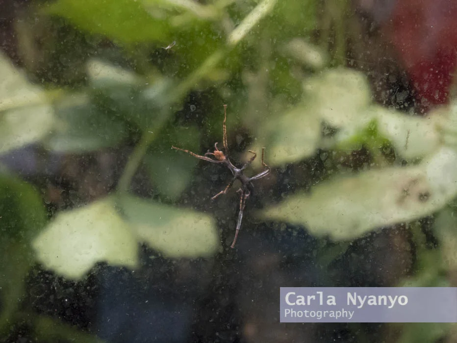 stratford_butterfly_farm_2017-14.jpg