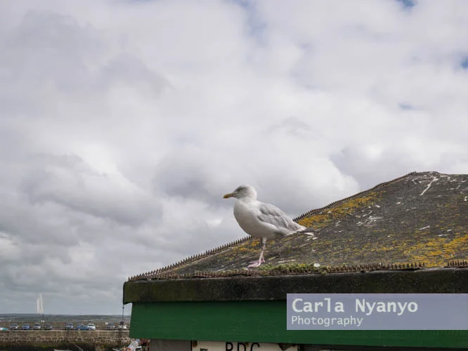 cornwall_2018-3.jpg