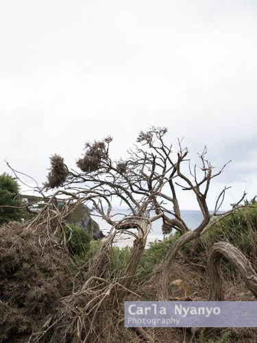 cornwall_2018-15.jpg