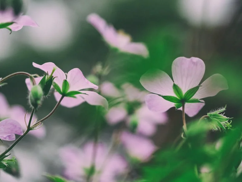 closeup—pink flowers.jpeg