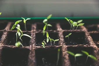Grow1.jpg