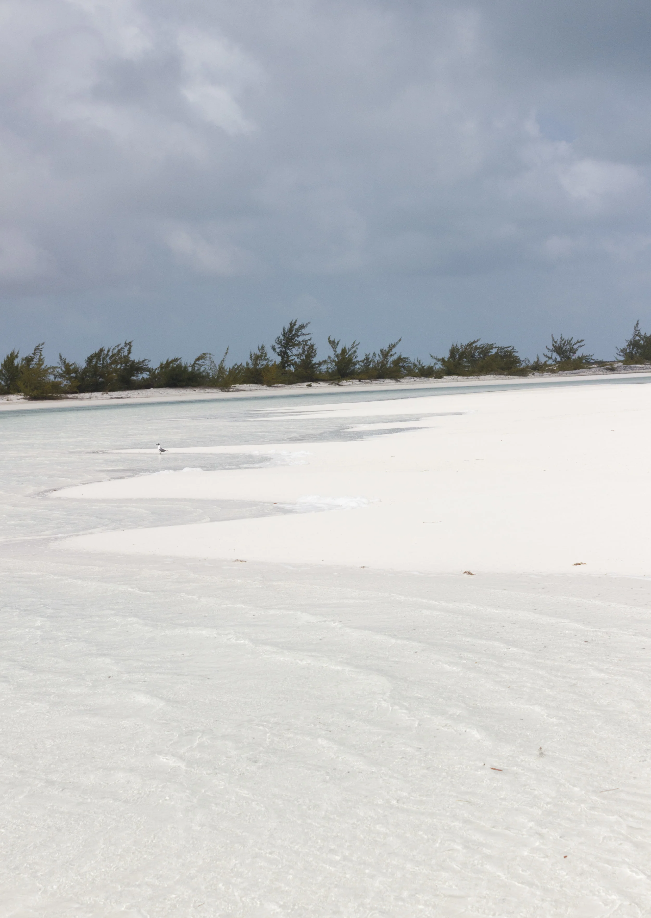 Iguana Island, Turks &amp; Caicos