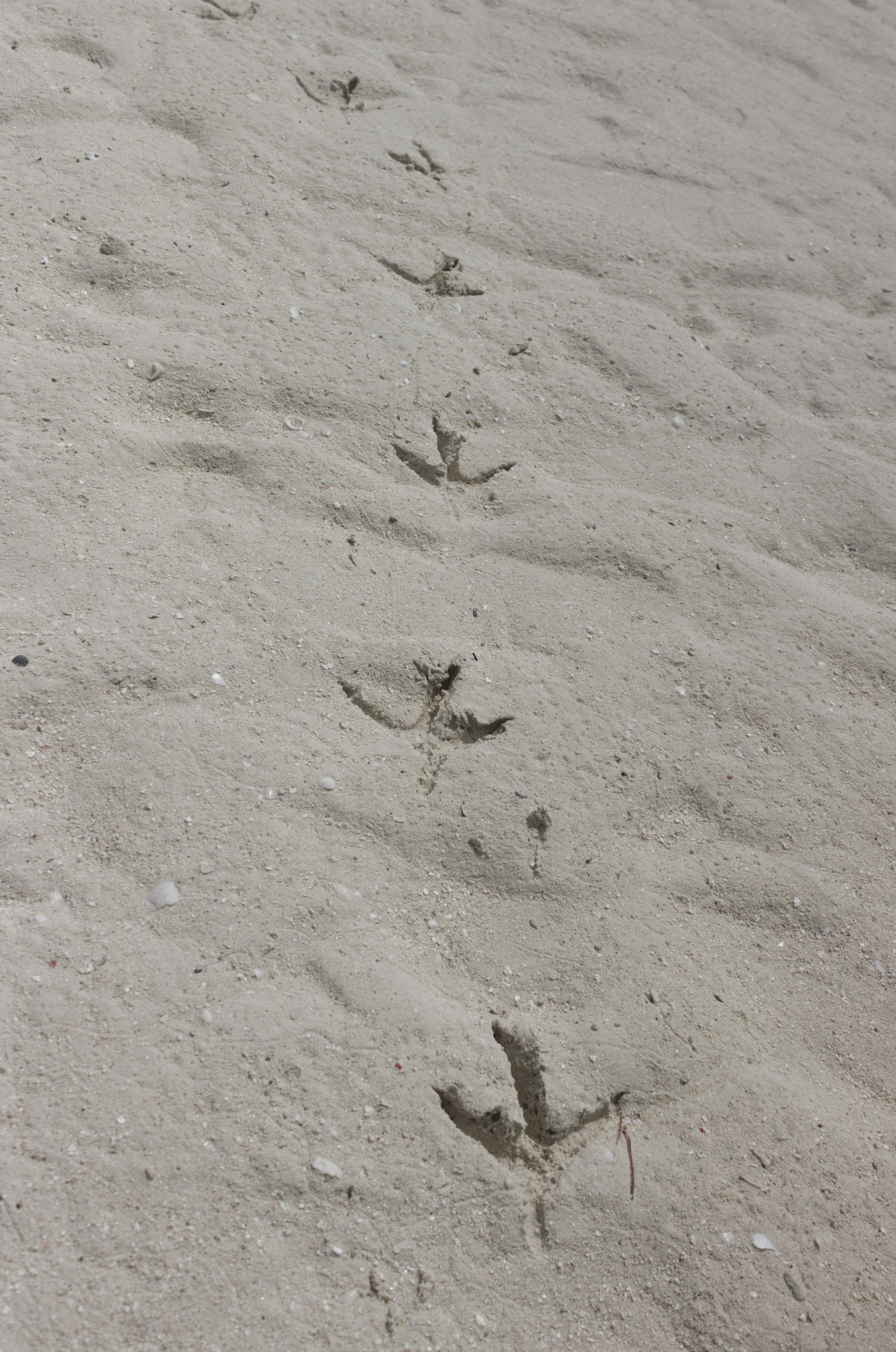 Iguana Island, Turks &amp; Caicos