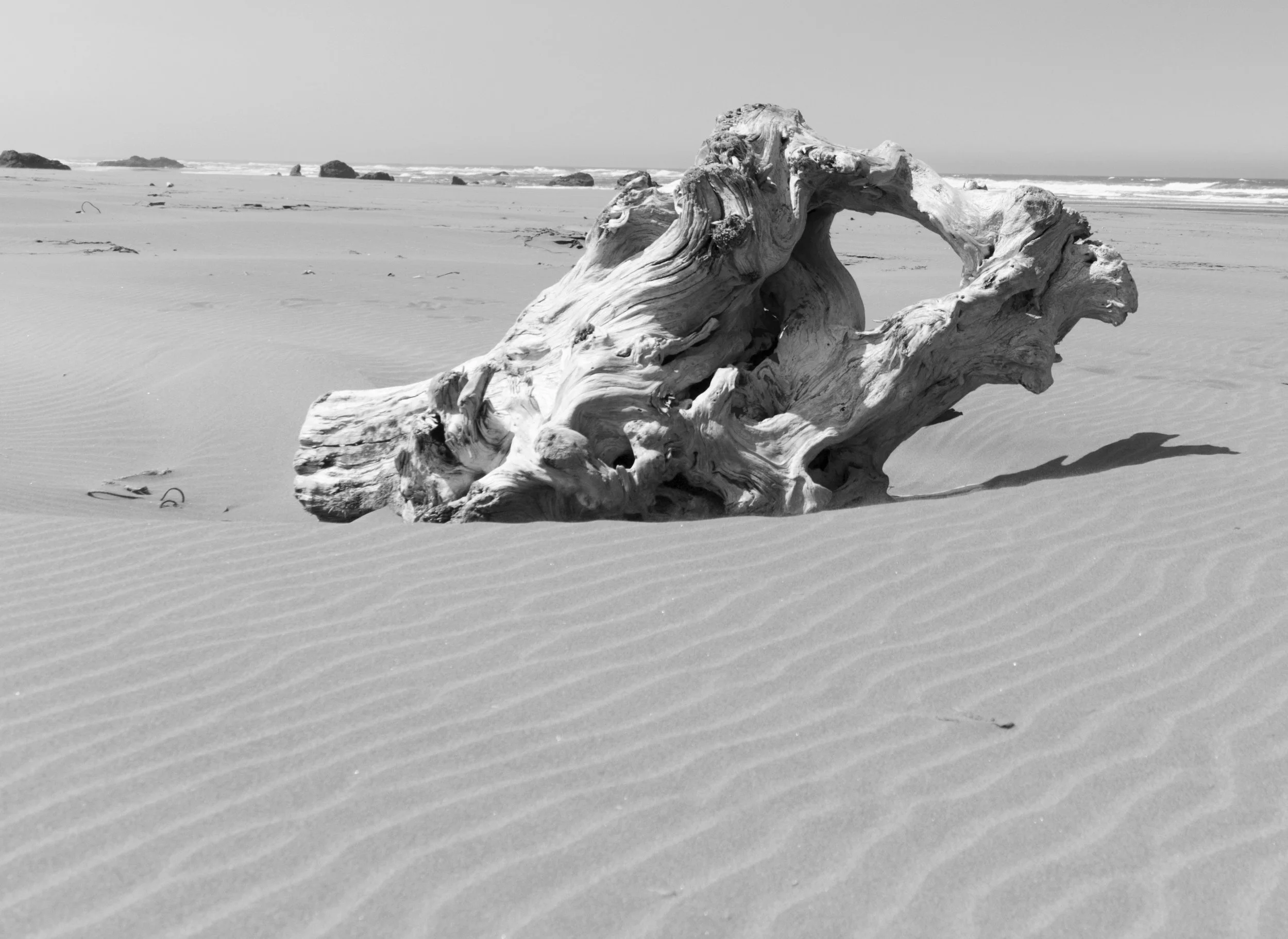 driftwoodBW.jpg