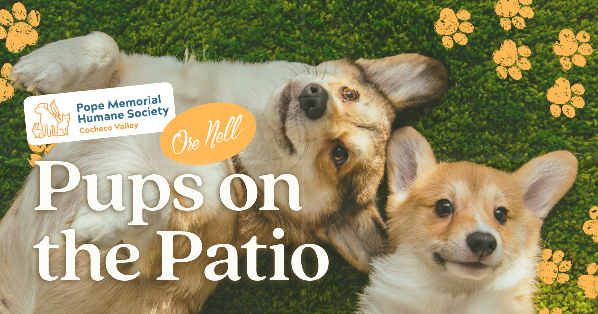 Pups on the Patio