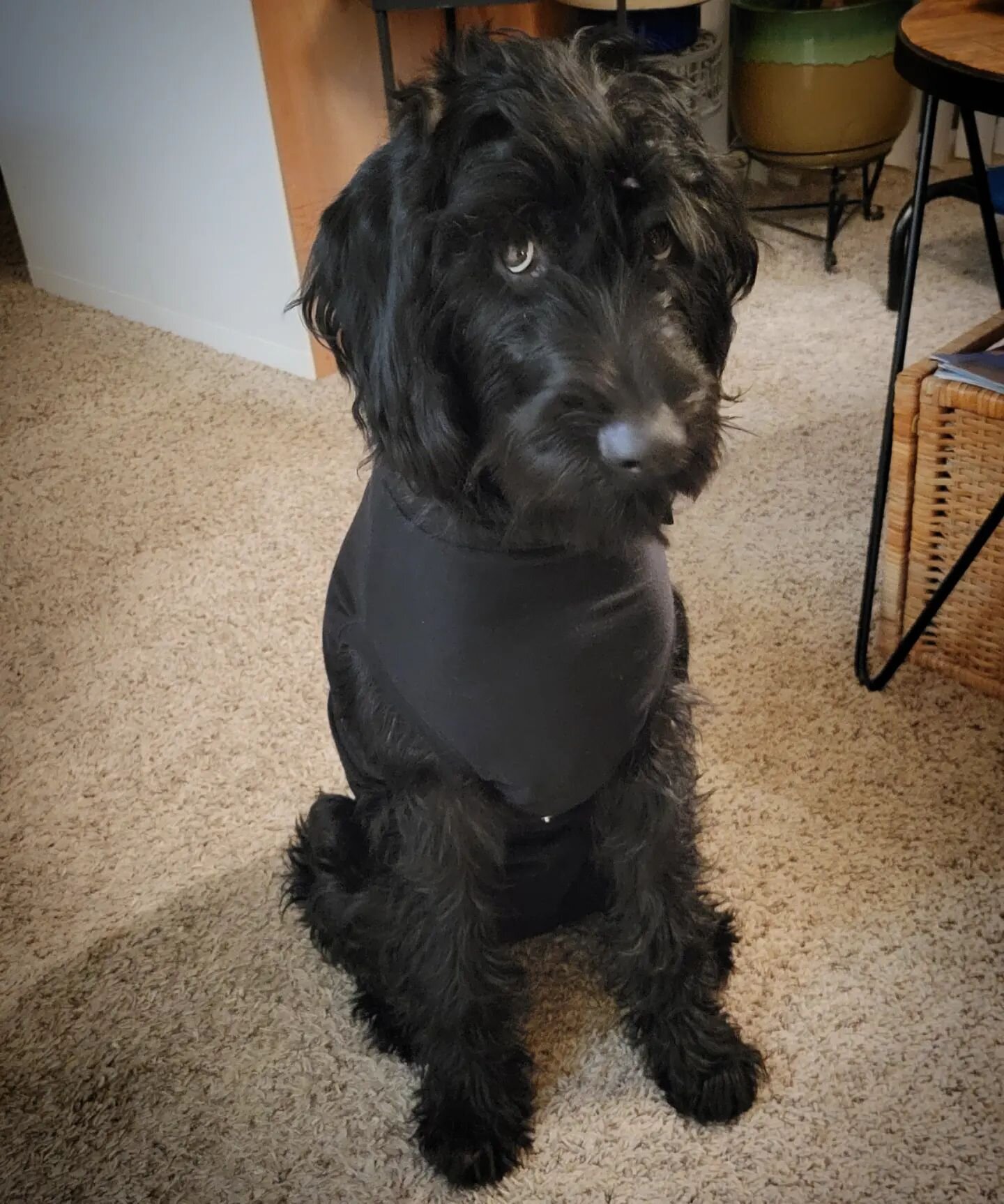 Maggie's not a fan of her post surgery onesie 😂

#dogsofinstagram
