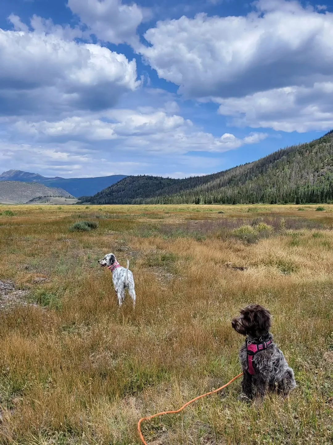 Adventures with the pups 💚

#dogadventures #puppies #bestlife