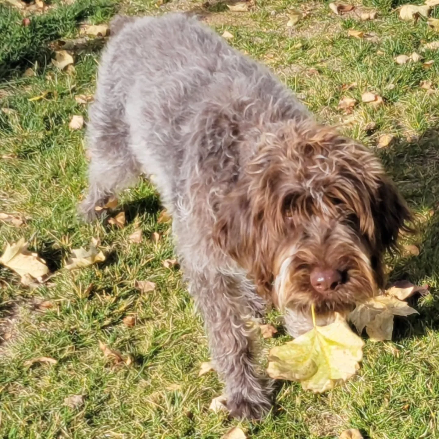 Gertie loves to crunch on the Fall leaves 🍂 ,🥰