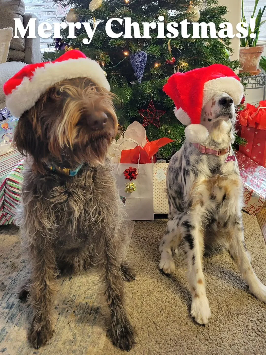 Merry Christmas from Gertrude and Dottie Lew! 🐾🎄