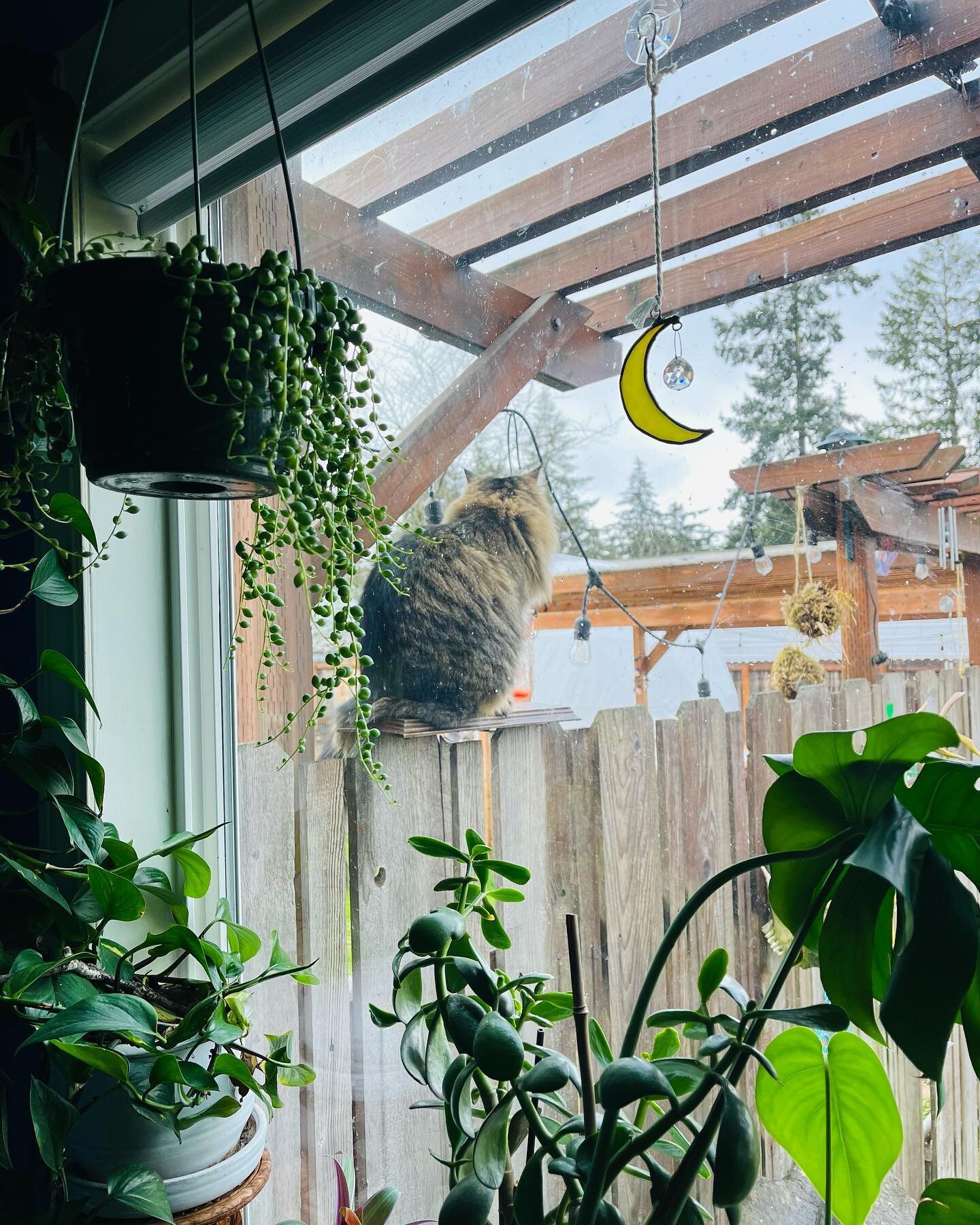 Guard Cat. I put this platform up for him to help when he climbs over the fence, and he likes to sit on it because it is a good view of the entire property and a view into the home to communicate to me. Good job Buddy Bean. [ID: view out a kitchen wi