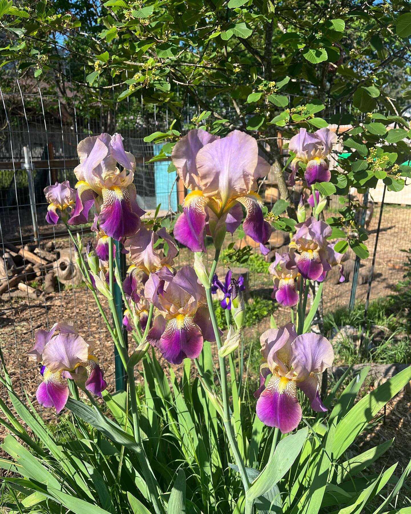 Oh the joy when the flowers first pop open to say hello! Pictured: bearded iris, poppy, lupine.