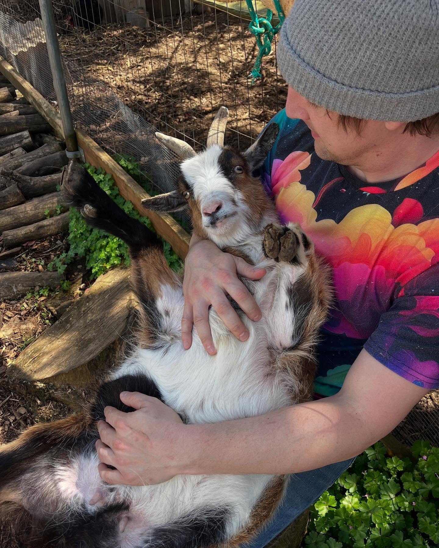The ladies got their nails done! Hoof maintenance tends to be quite the task to catch and trim; however they seem to appreciate it after. Swipe right to see Coco coping by not looking. #goats #urbanfarming