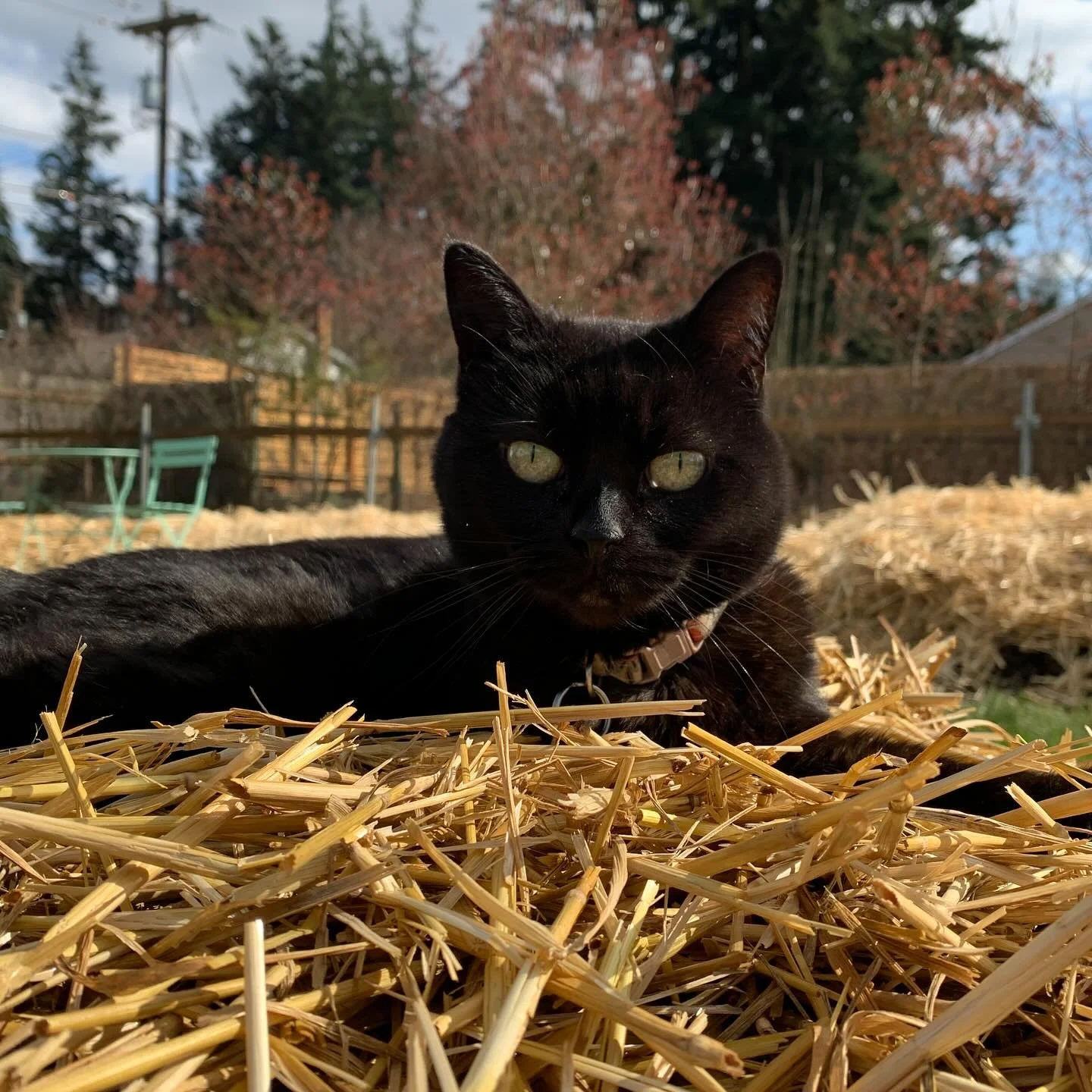 My home and practice is grieving the passing of the best little three legged therapy cat, Luna. She was a huge part of the building of this dream, and has held comforting space for many. Sending love to her on this next special phase of life, and ten