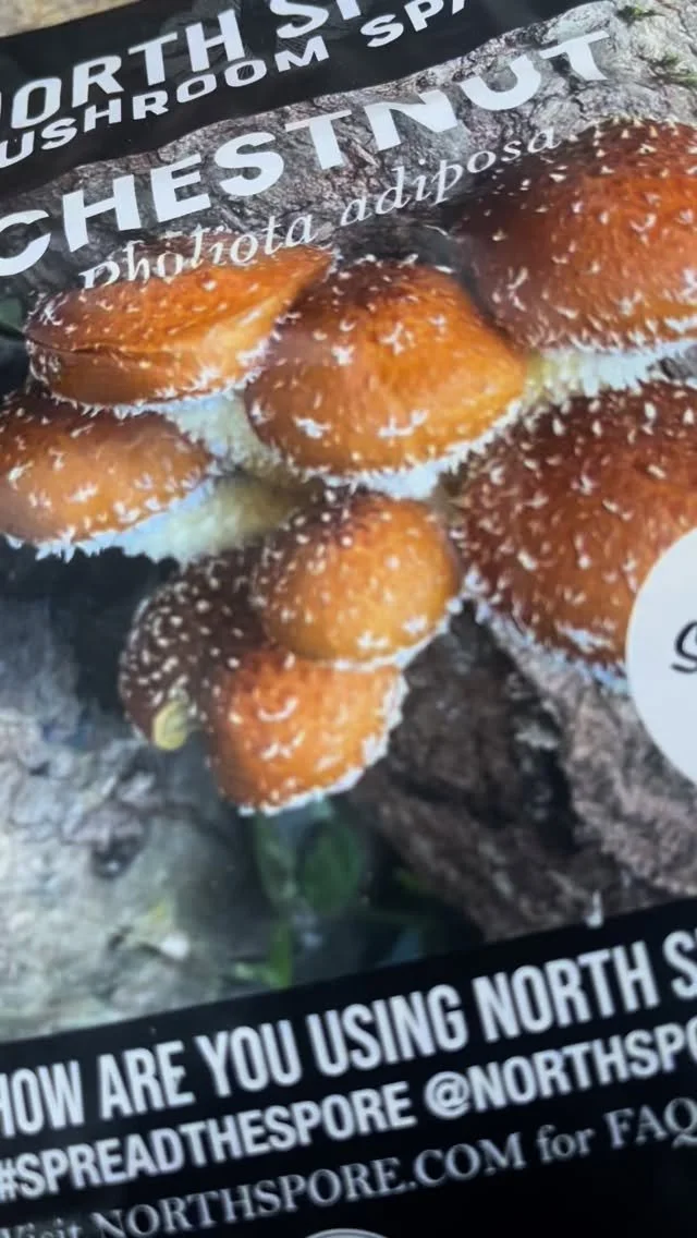 I have been waiting for fresh woodchips to be delivered as chestnut mushrooms prefer fresher beds- and it finally happened (and possibly perfect timing too)! 🍄‍🟫🌧️