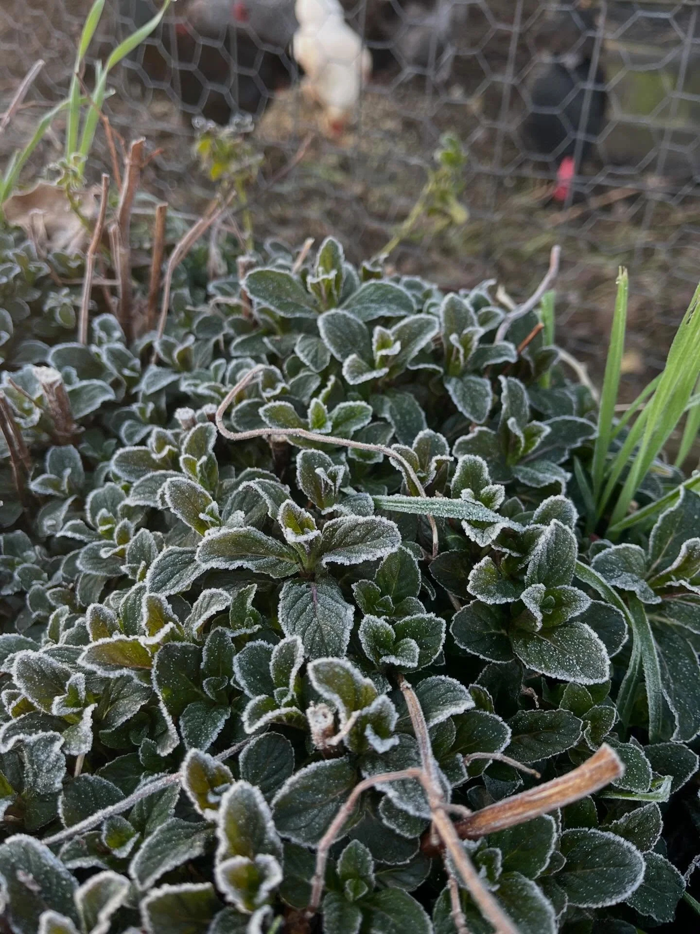 A mindful appreciation for this magical frost on the mint this morning!