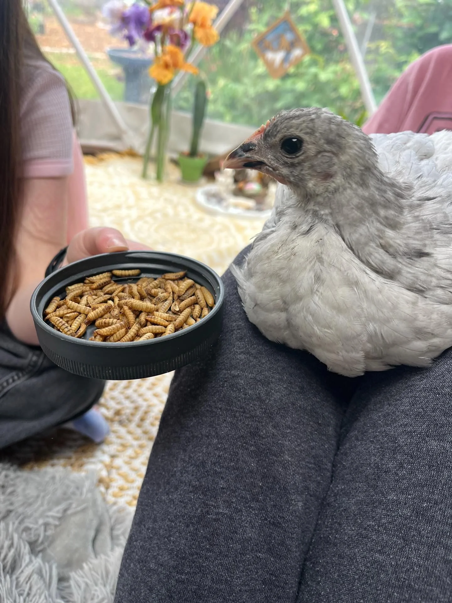 Gladys made it for group this week! #chickentherapy #grouptherapy #socialskills