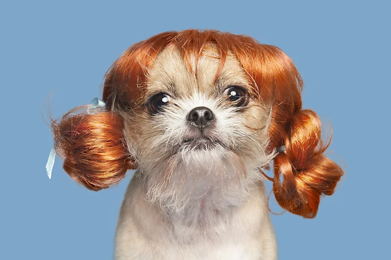 Wig-gles-dog-and-wig-puppy.jpg