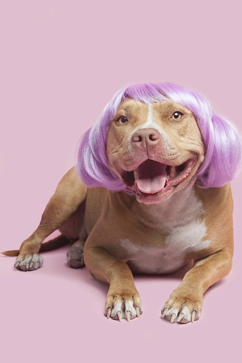 Wig-gles-dog-and-wig-red-pitbull.jpg