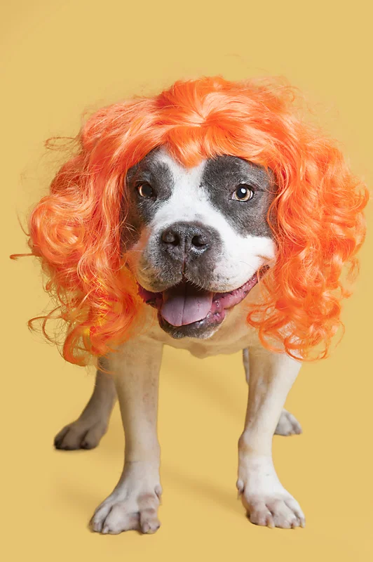 Wig-gles-dog-and-wig-white-pitbull.jpg