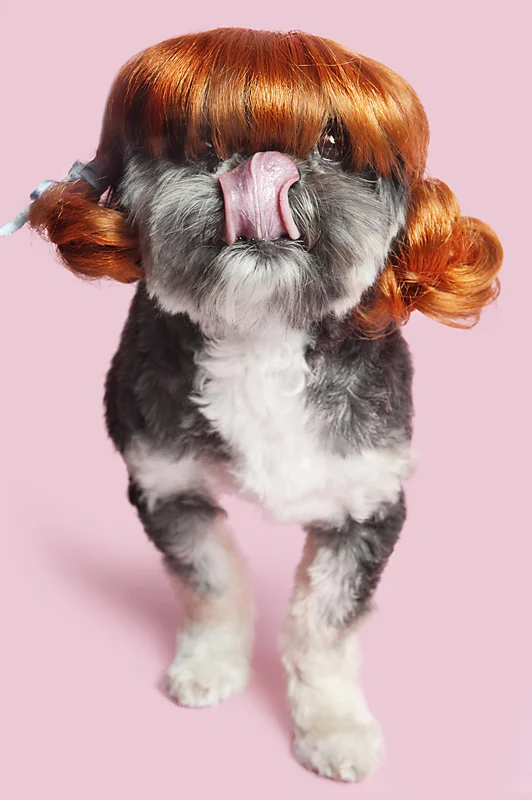 Wig-gles-dog-and-wig.jpg