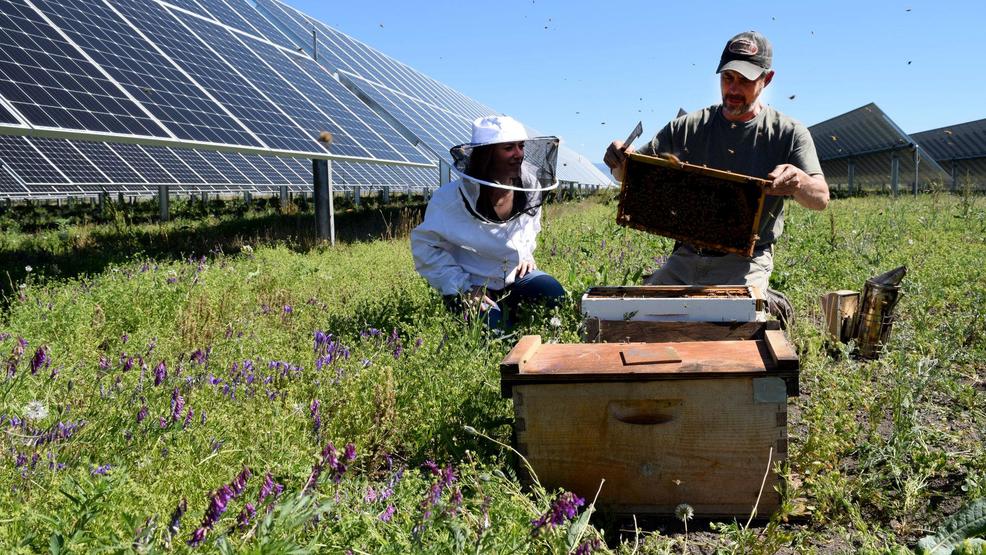 89cdc6fb-c36a-467c-b345-ff36627e9c4a-large16x9_1004133488OlSolapiaries.jpg