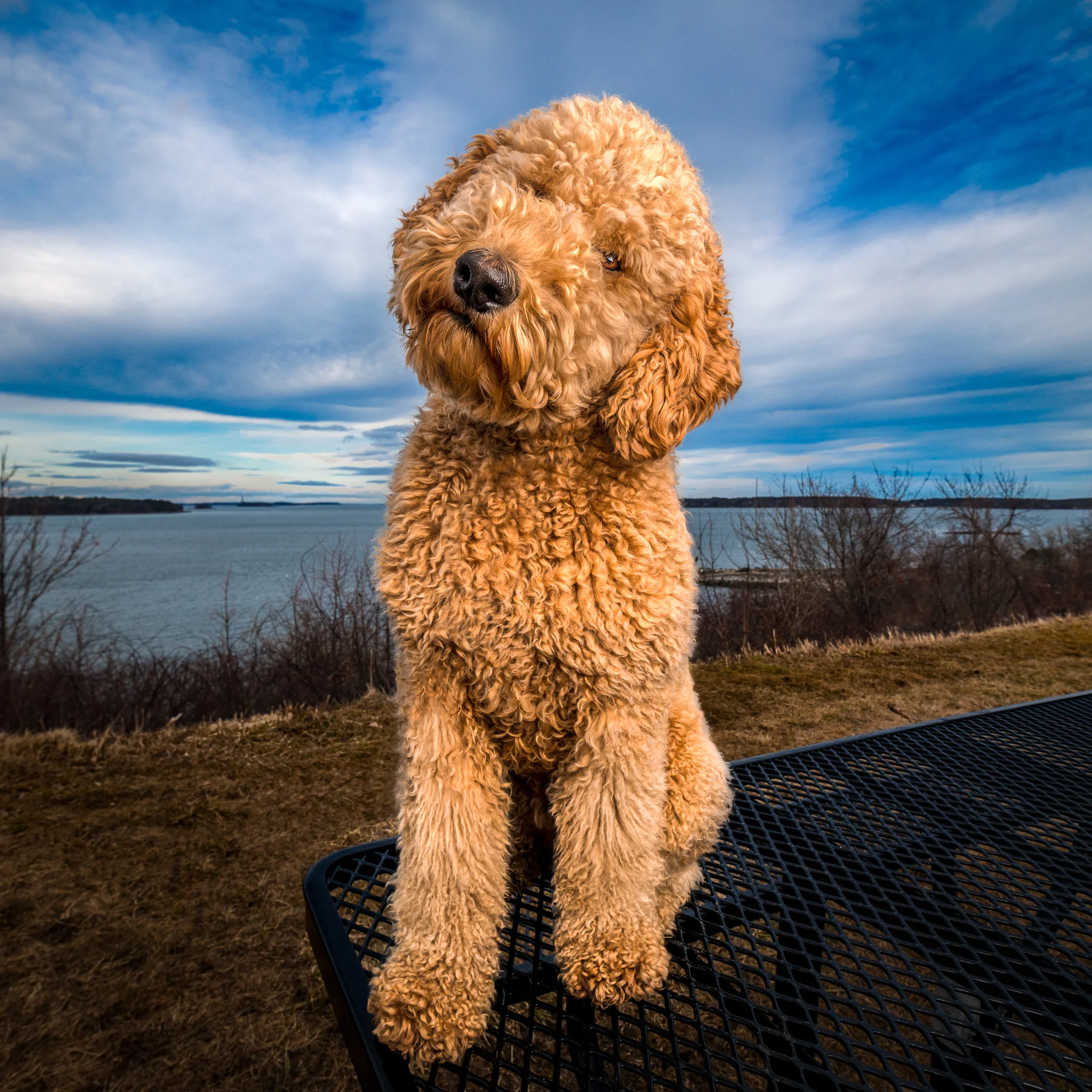 Portland Pets | Goldendoodle head tilt