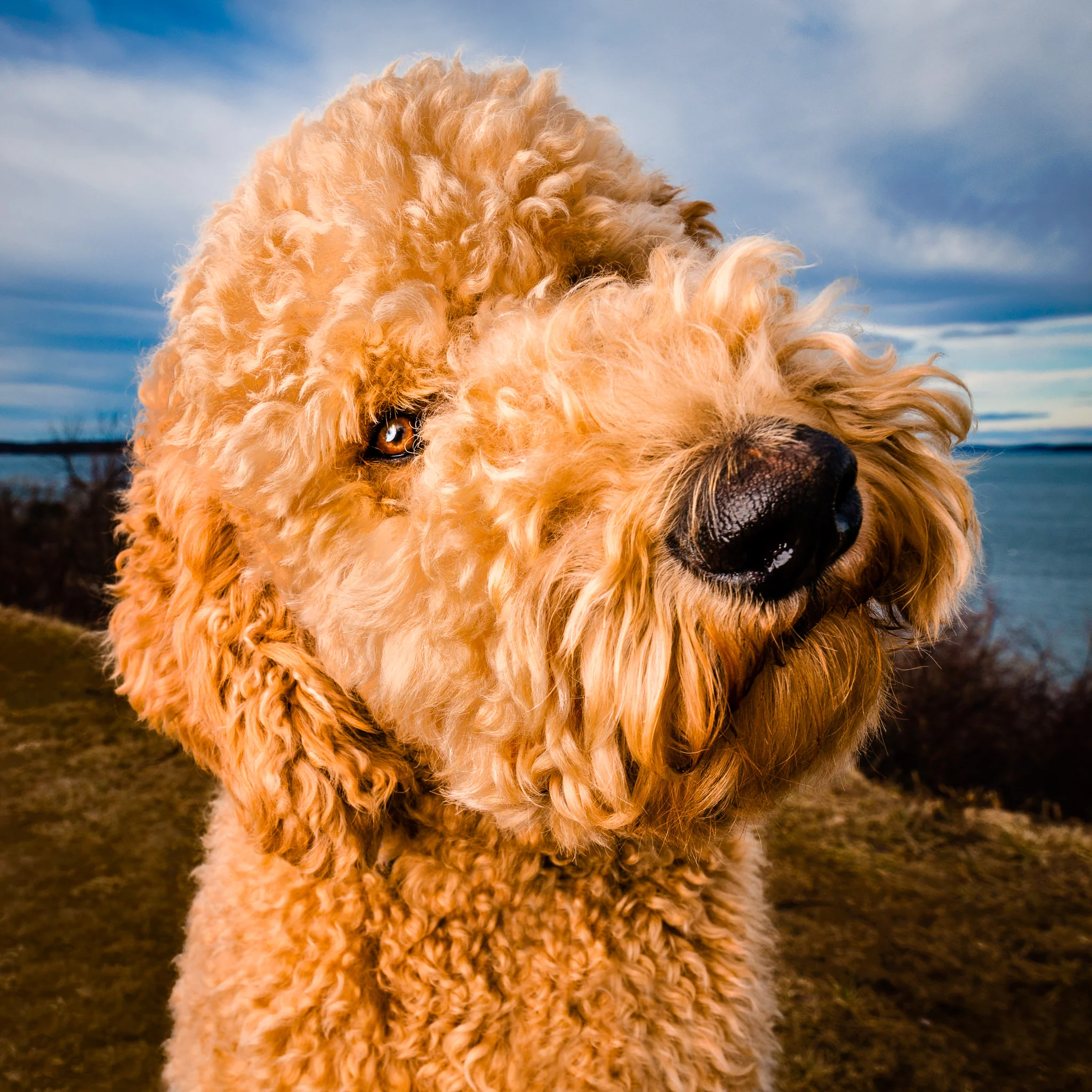 Maine pet photographer | Labradoodle