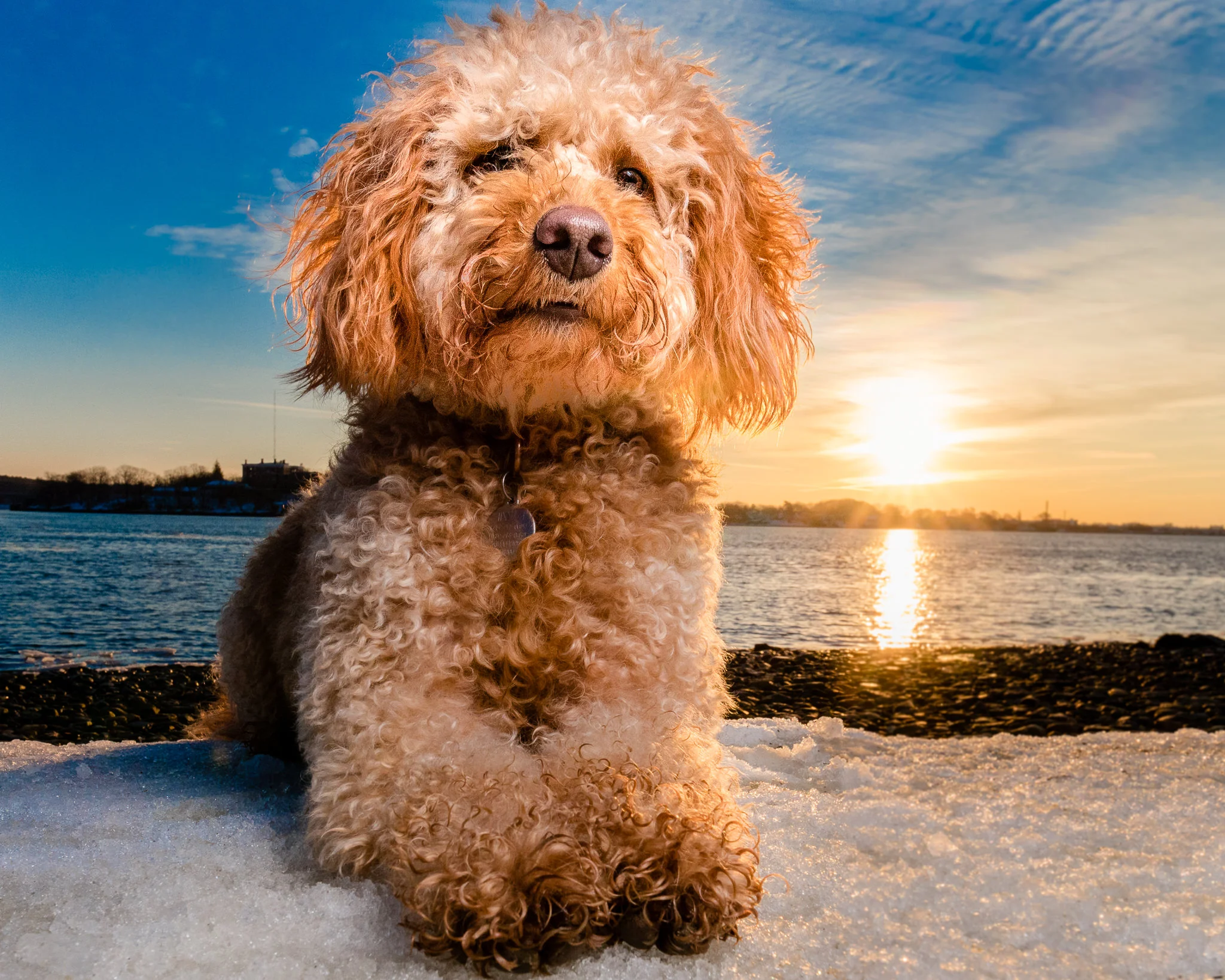 Goldendoodle on beach