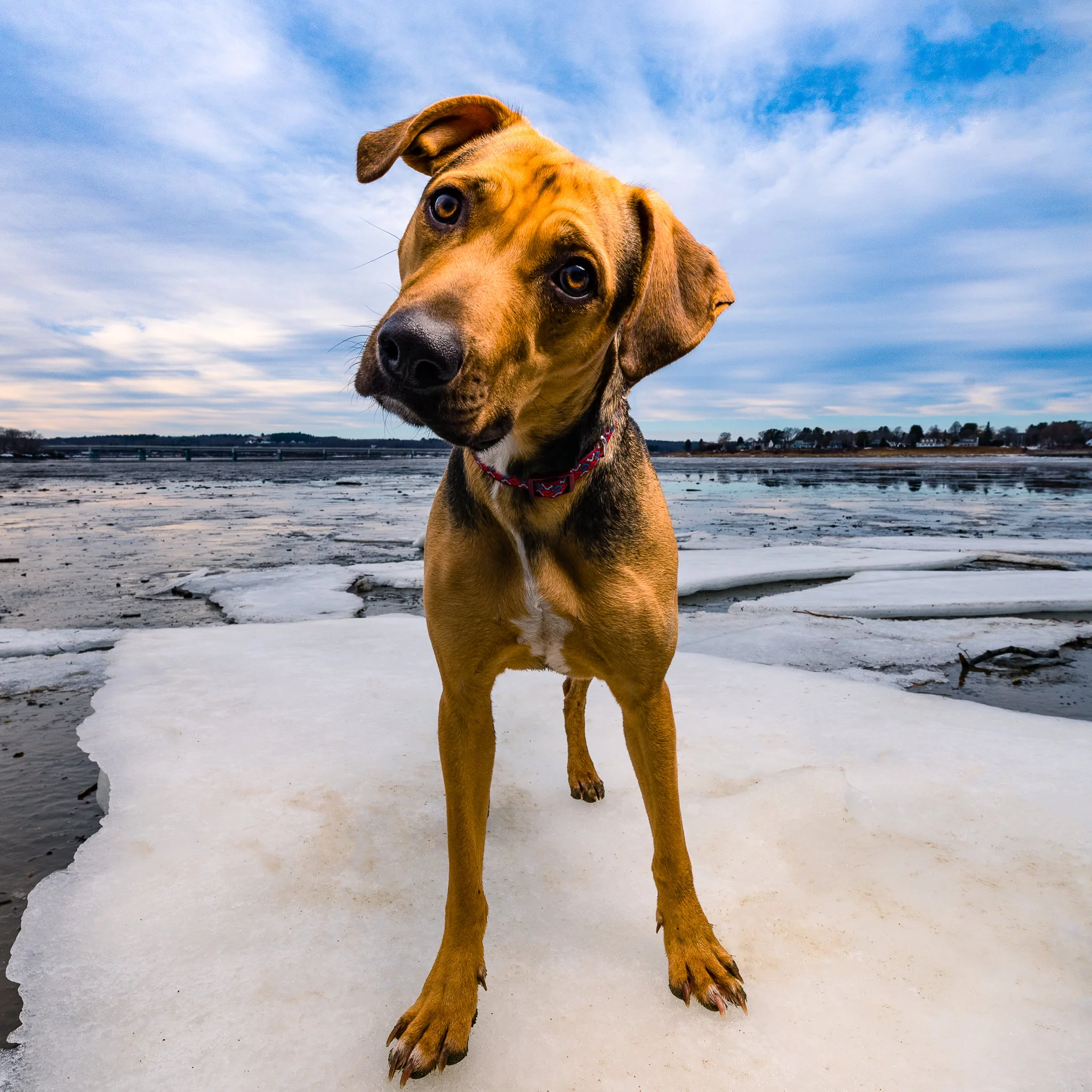 Maine pet photographer | Dog portrait in Falmouth, Maine
