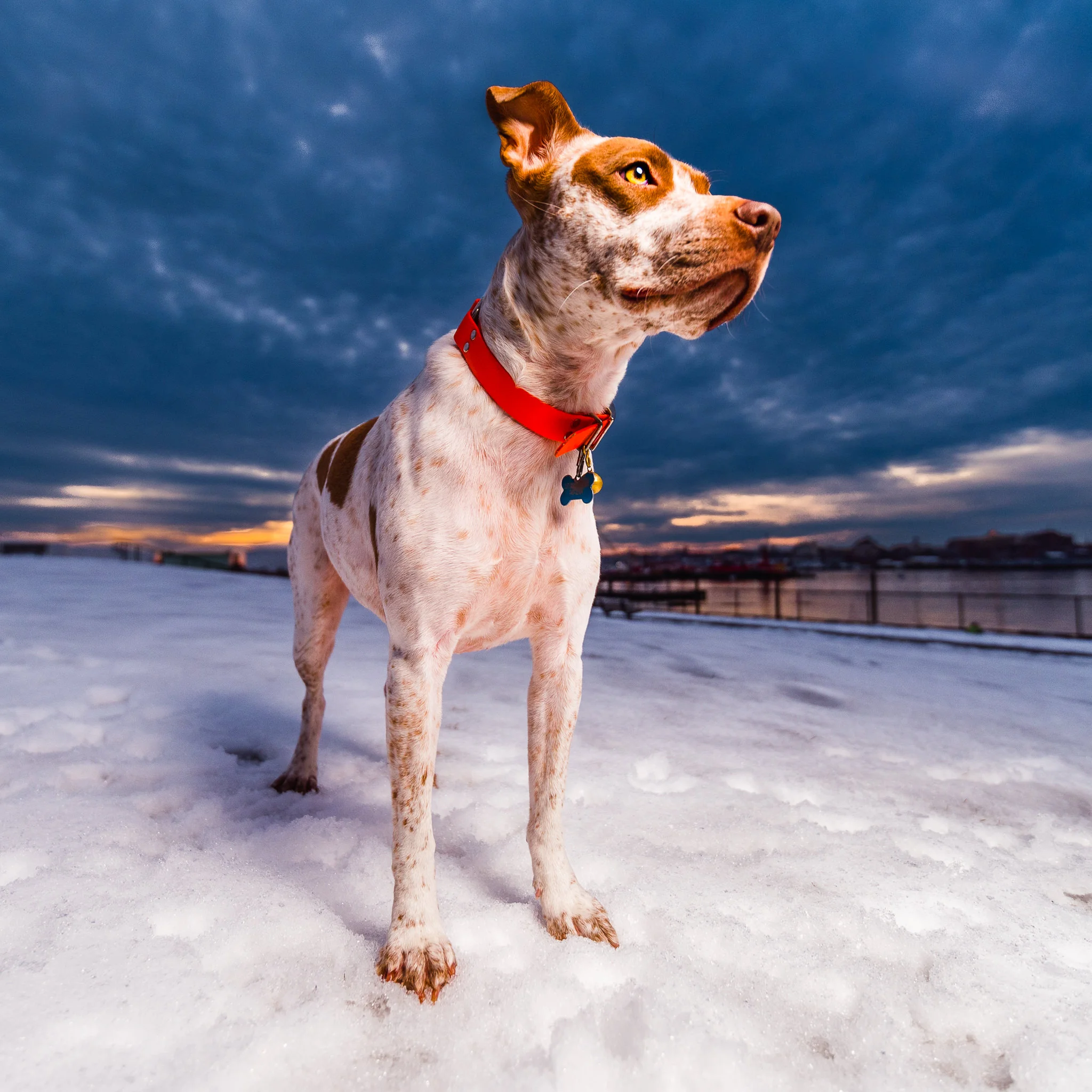 Rescue dog with Portland skyline