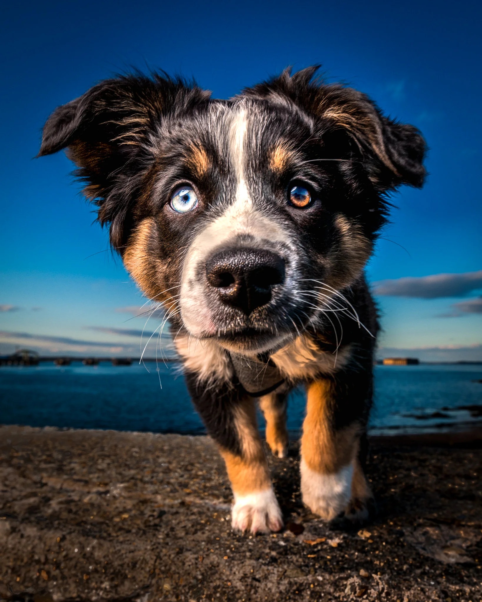 Mini Aussie Puppy South Portland, ME