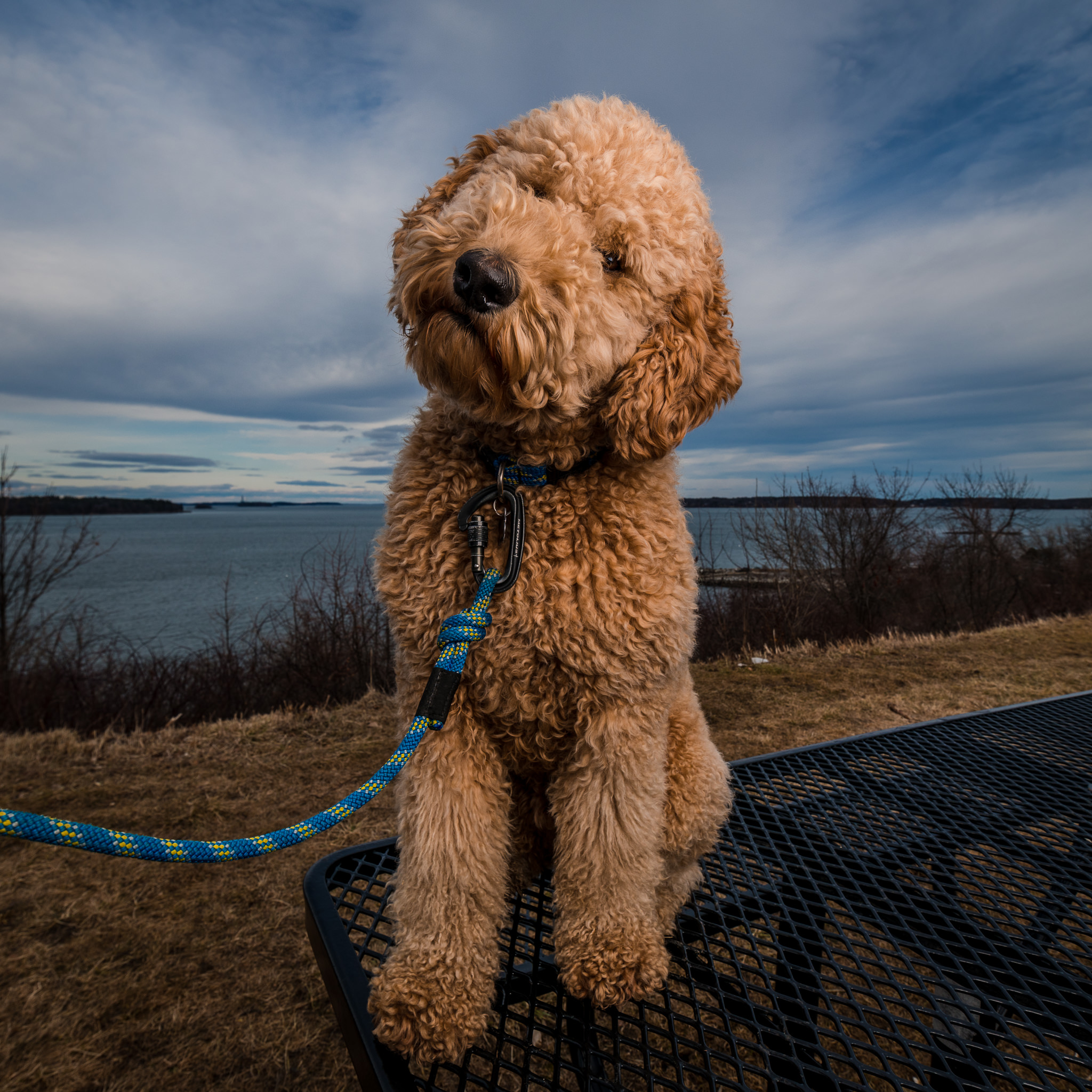 Maine Pet Photography | Goldendoodle
