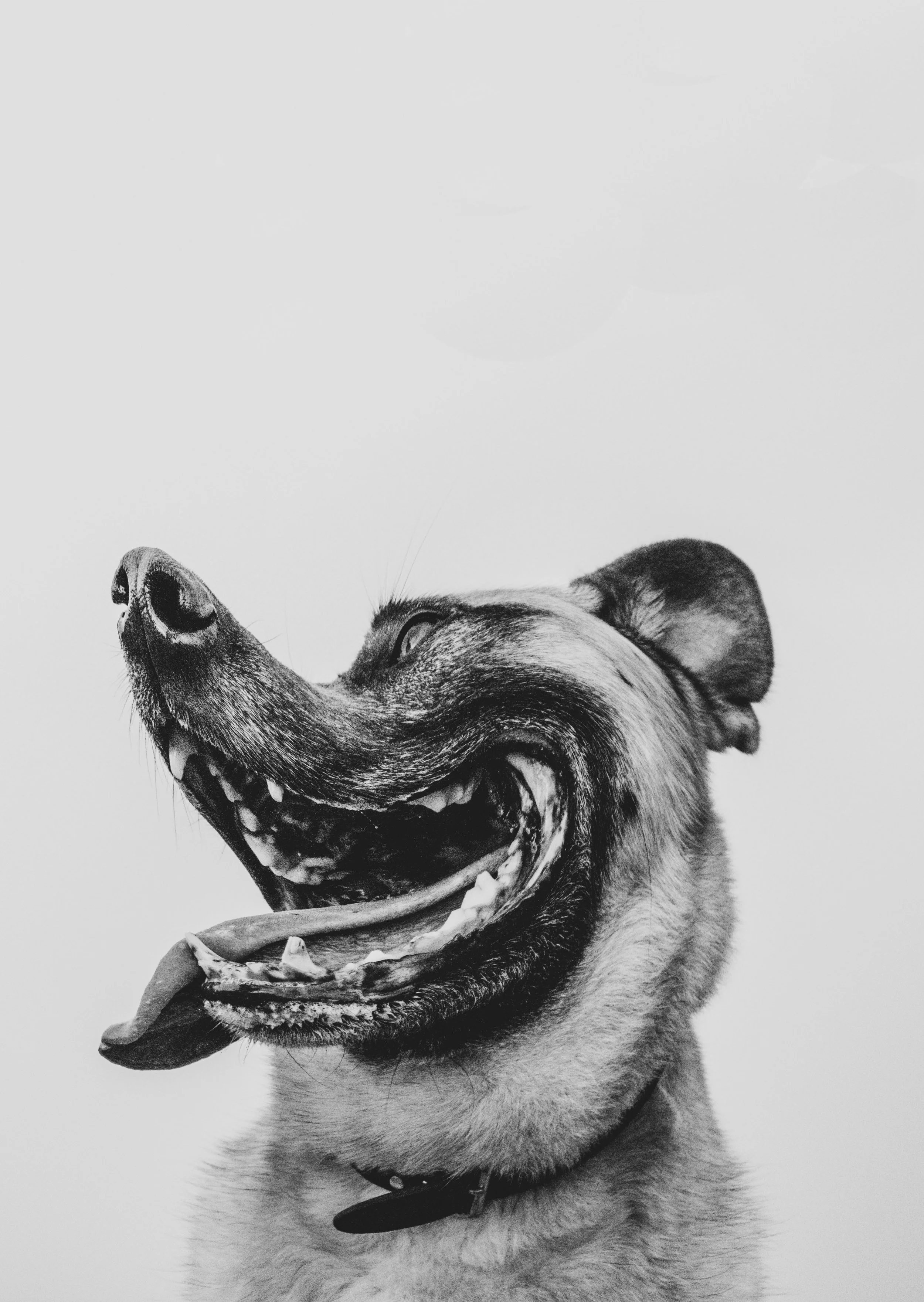 doggo2.jpg