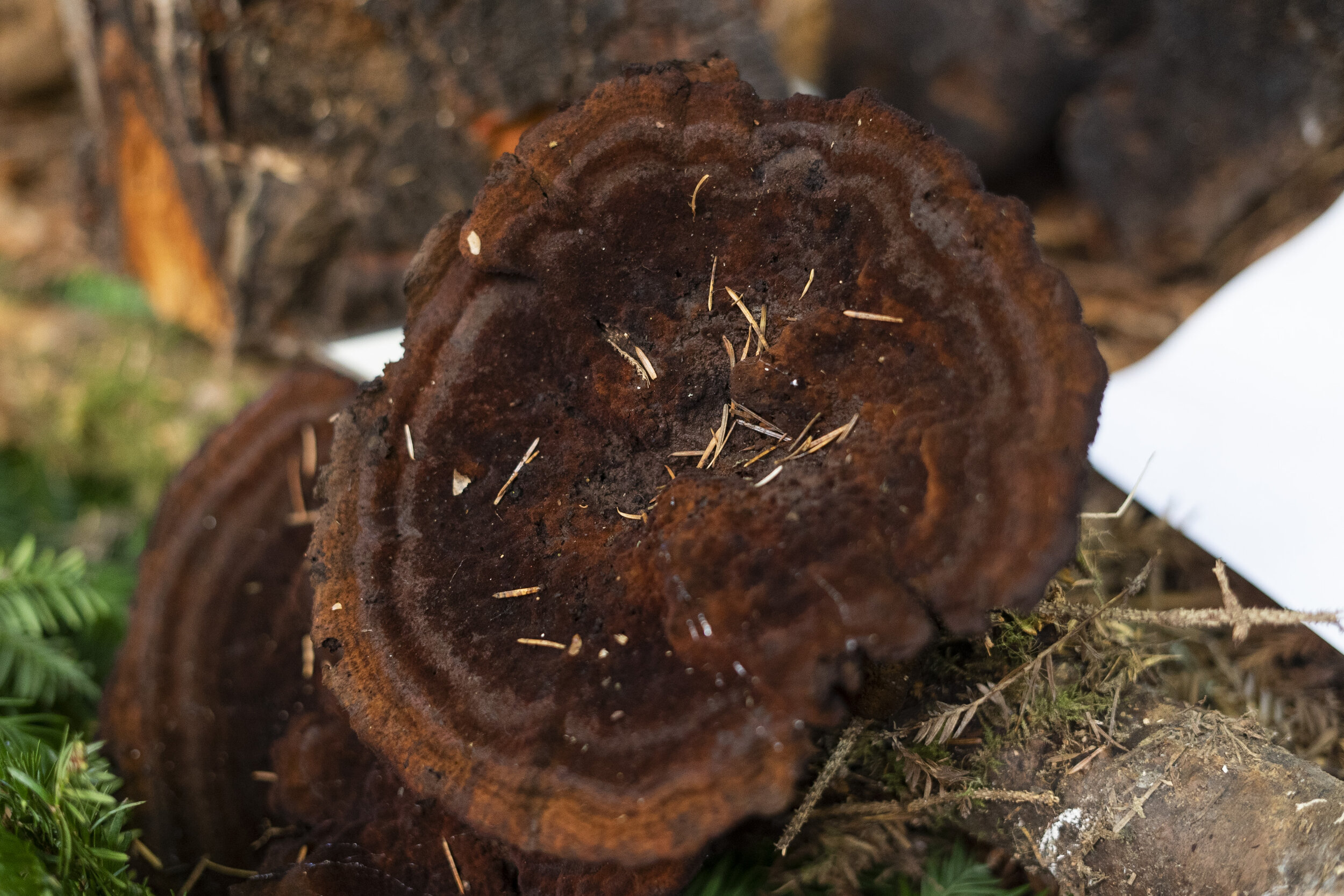MushroomFair2019_22.JPG