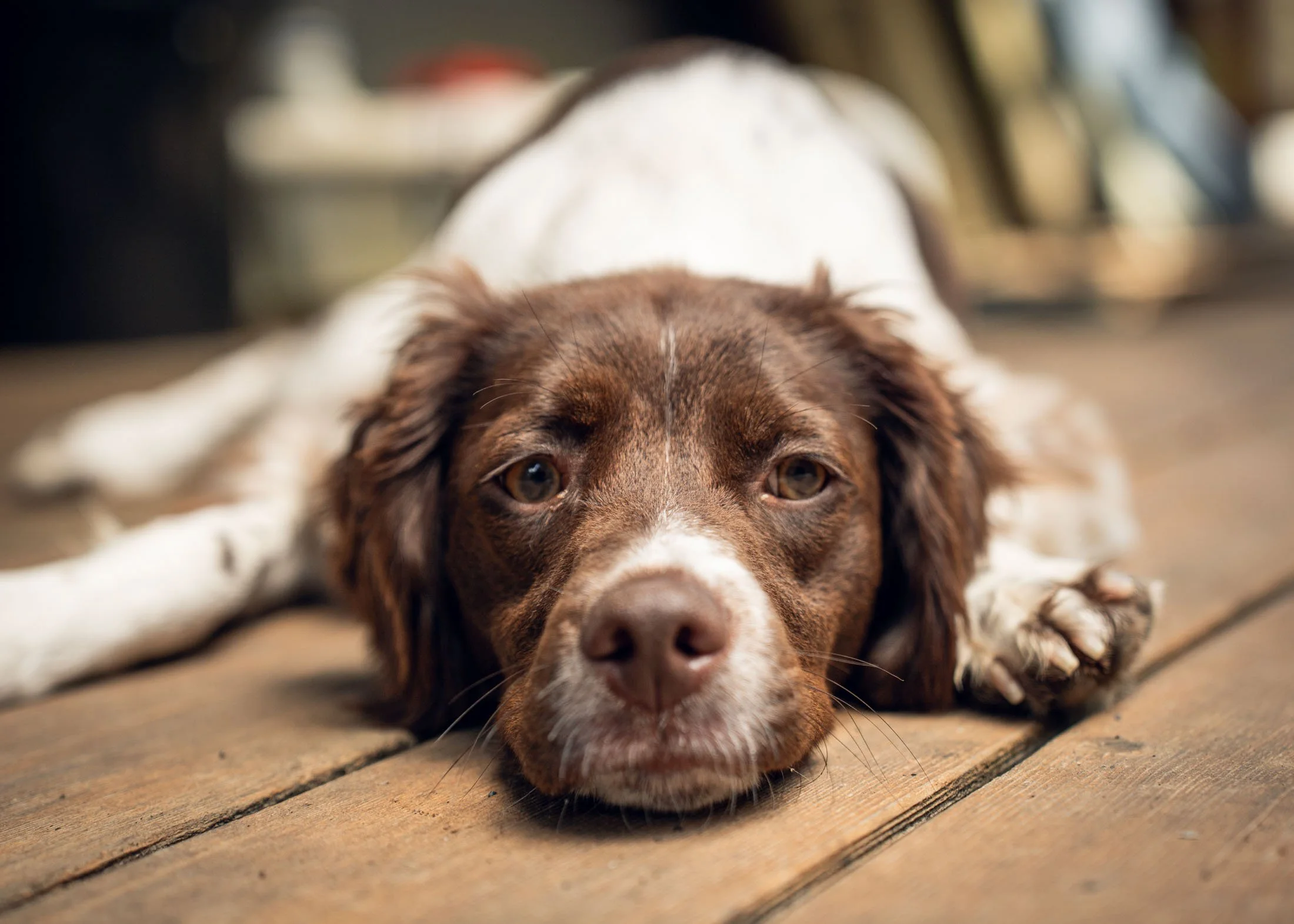 HarperSitDay2 (5).jpg