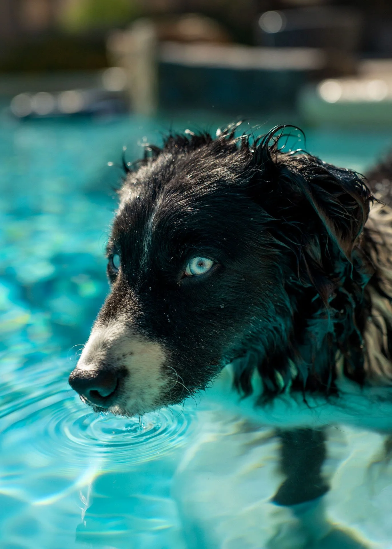 PortiaCaesar (6).jpg