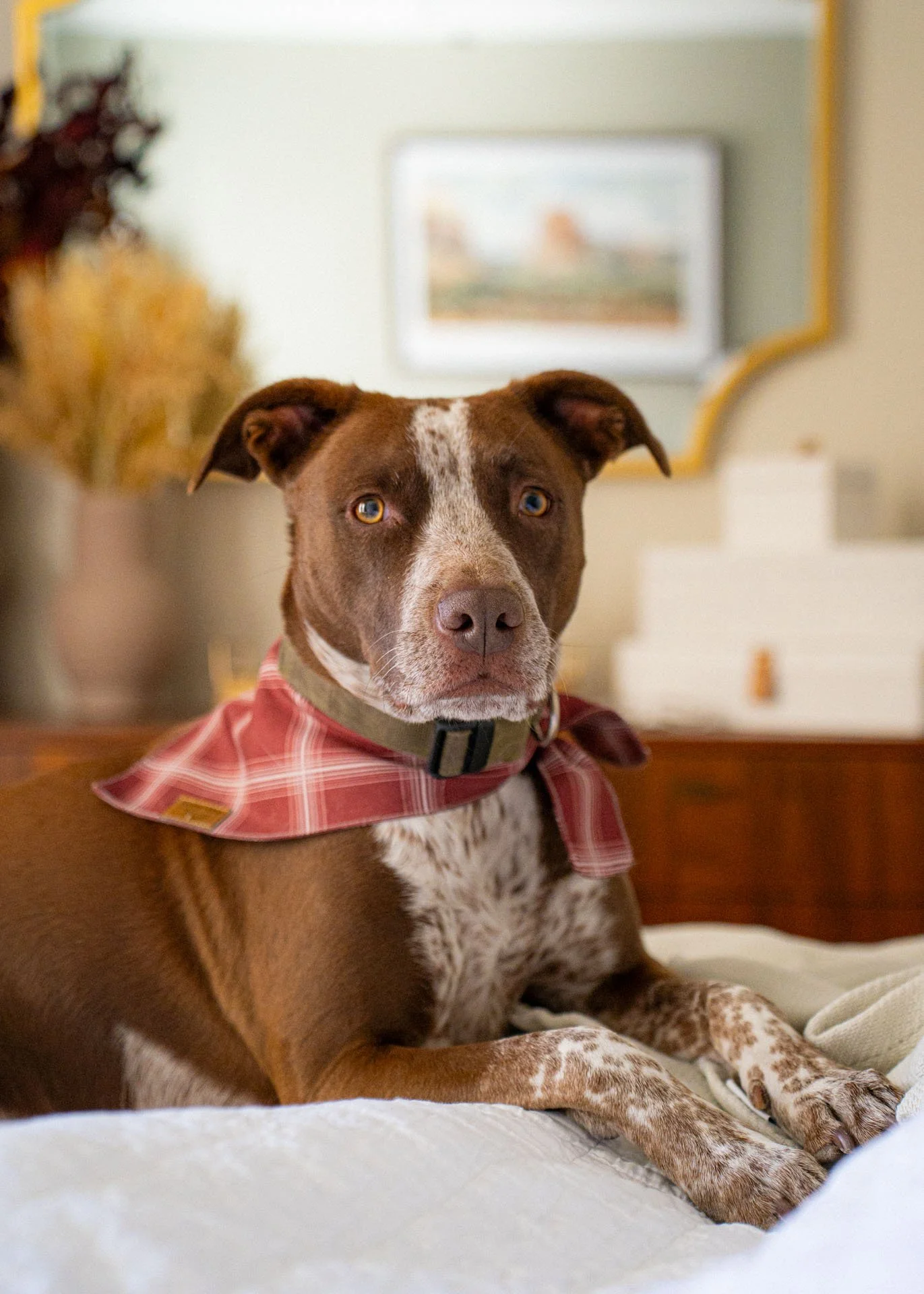 ApolloAkiraSit (2).jpg