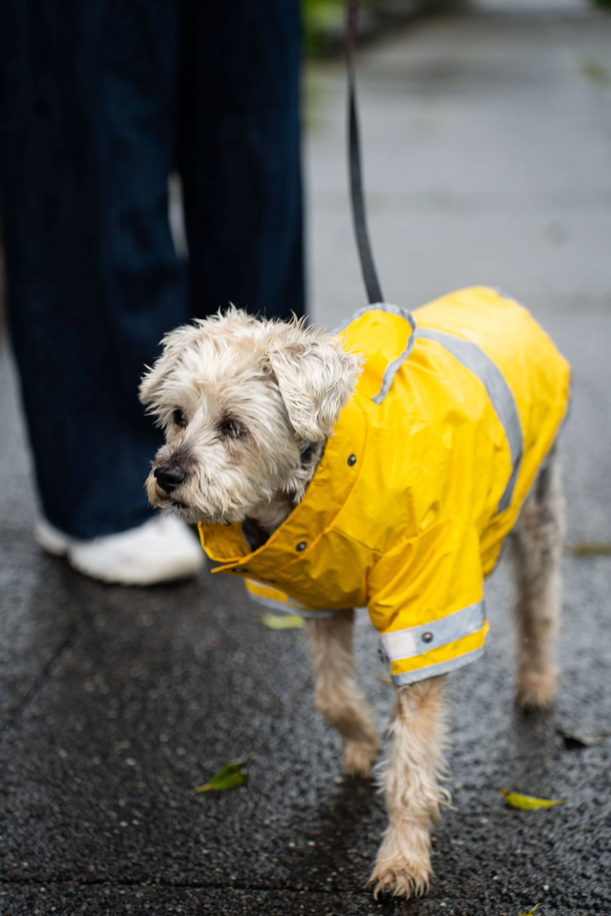 20250425Raincoat Roger  (4).jpg