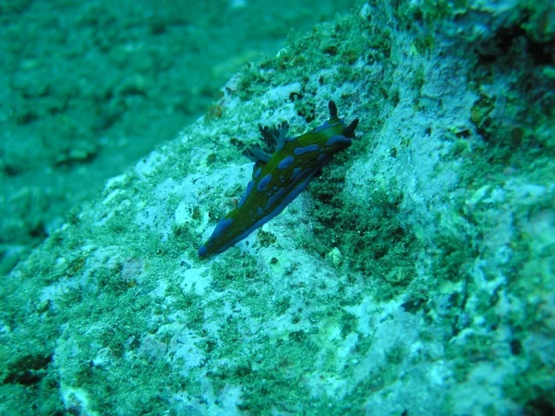 Tambja verconis