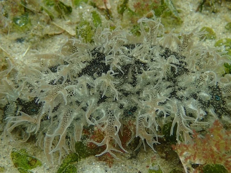 Bursatella leachii