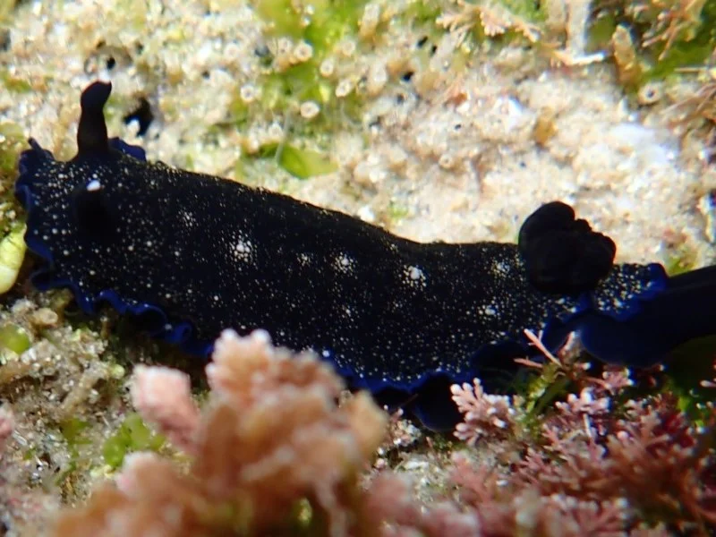 Dendrodoris nigra