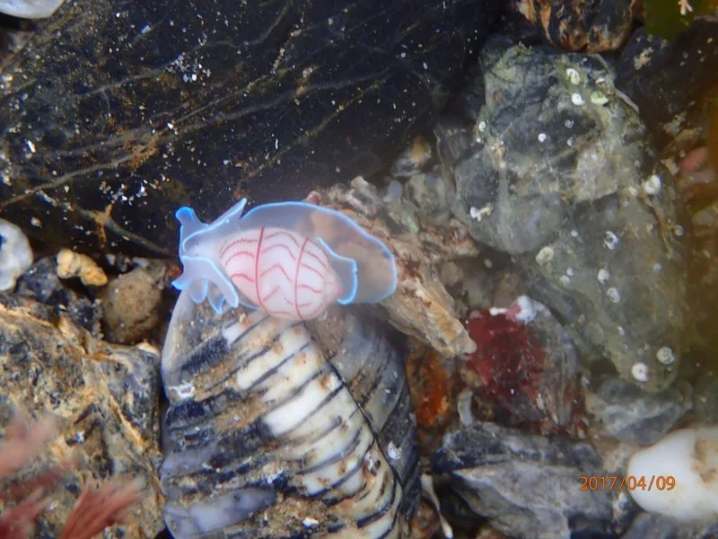 Bullina lineata