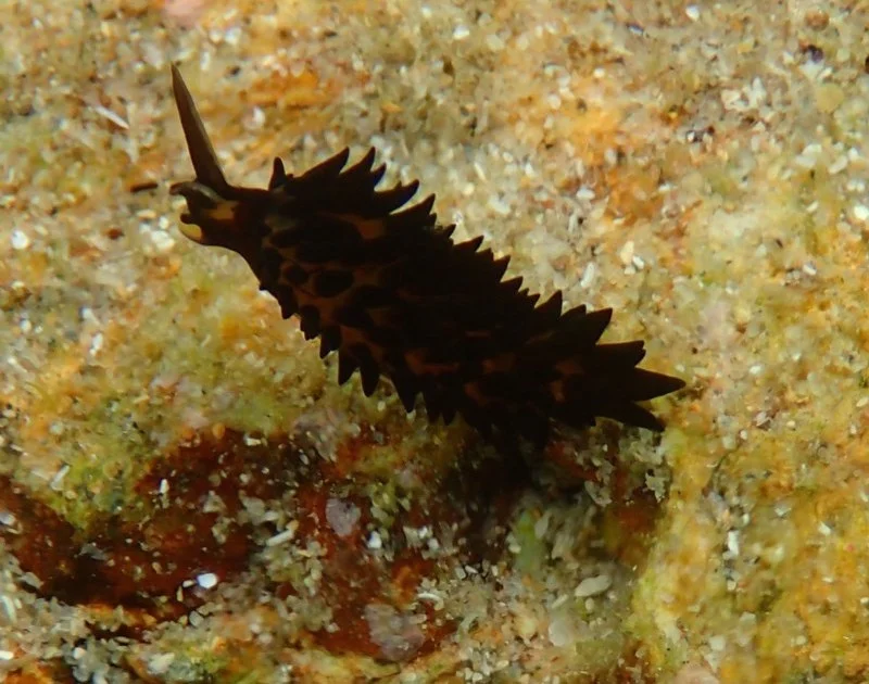 Placida cremoniana