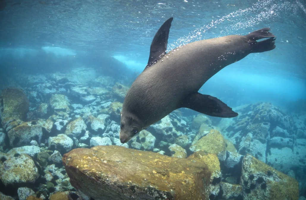 Seal