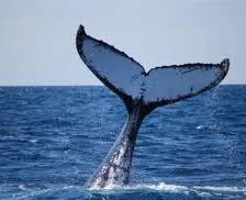 Mainly Whales - a Marine Society evening with Ros Butt