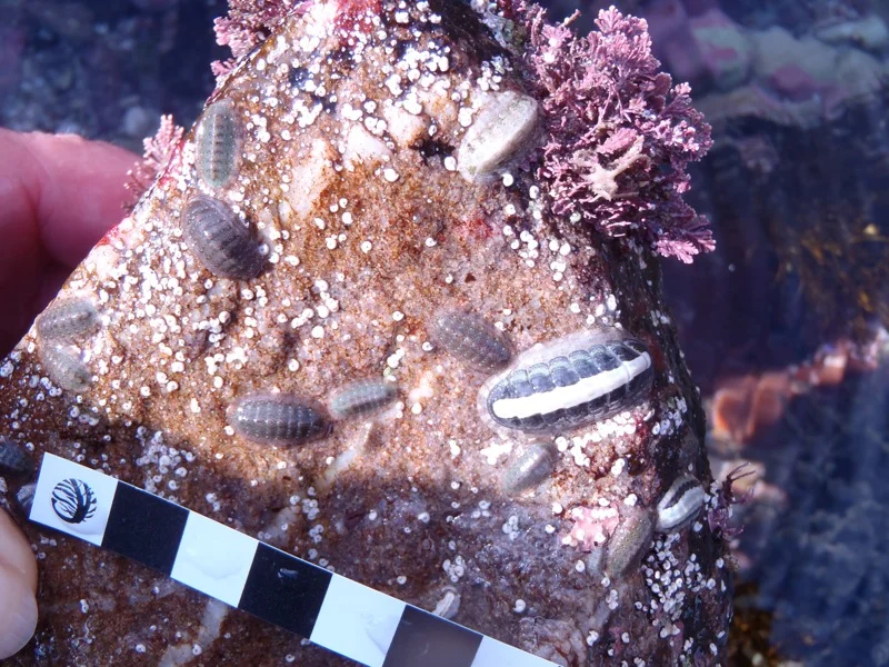 Lennard's Island rocky shore ramble 21st September