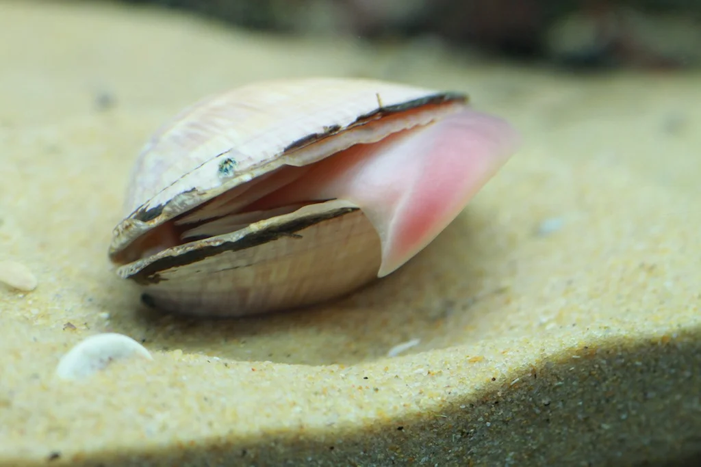 Cryptic Cockles revealed