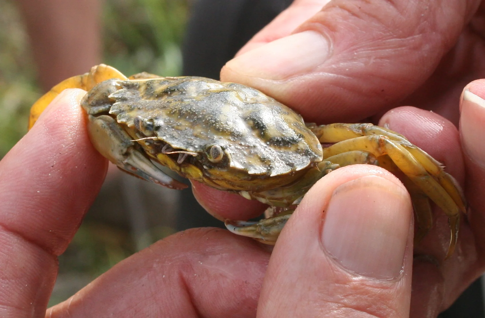 Eat the Invader! green shore crabs.....