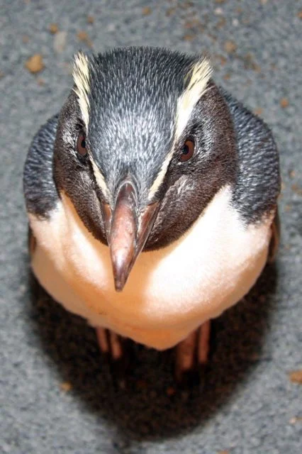 Fiordland Penguin Progress