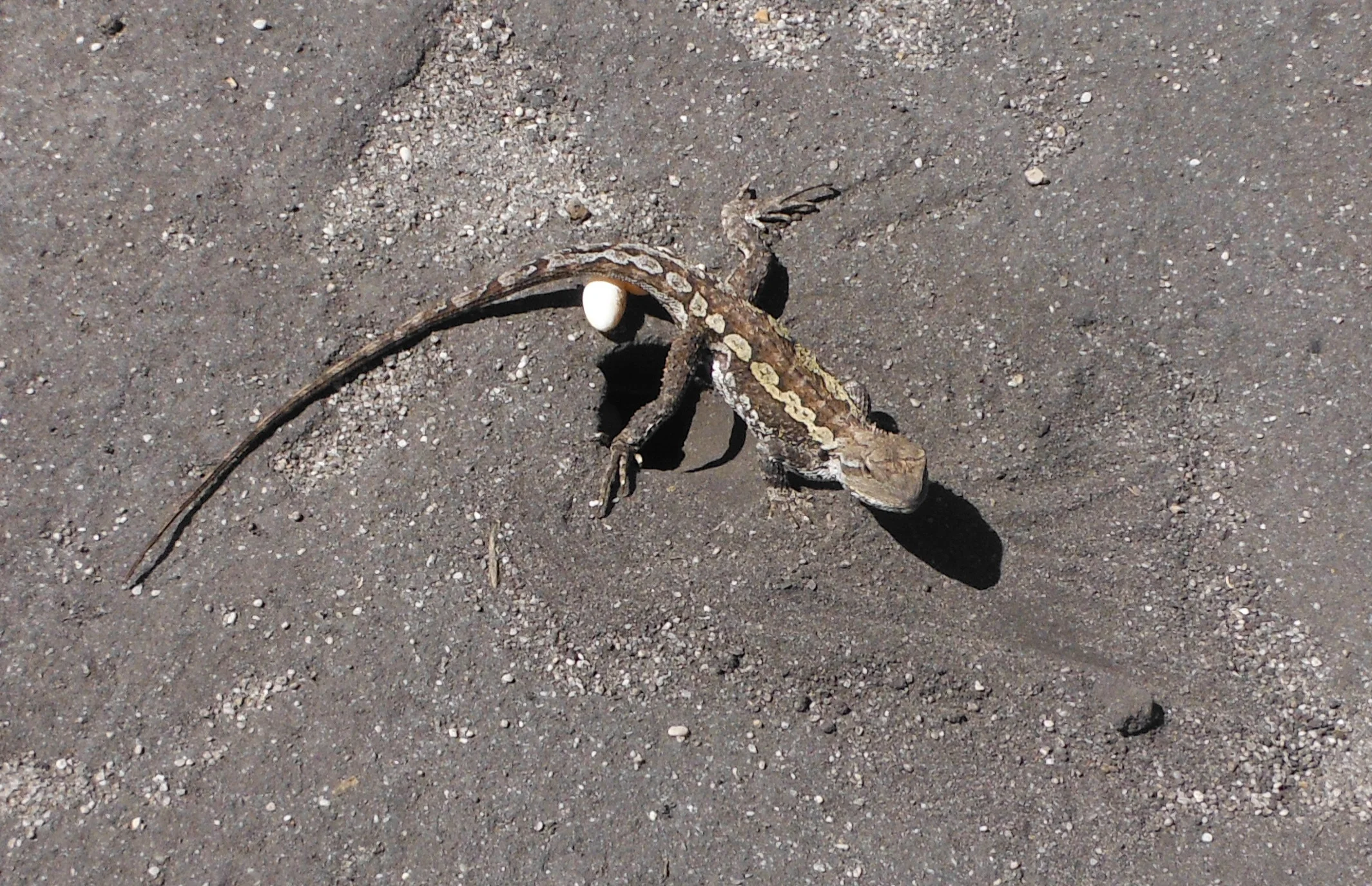 Jacky Lizard.[ Amphibolurus muricatus ]...... egg laying